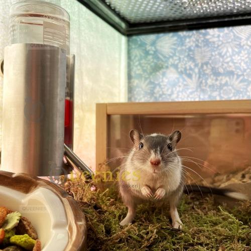 Drinkfles houder in terrarium voor knaagdier
