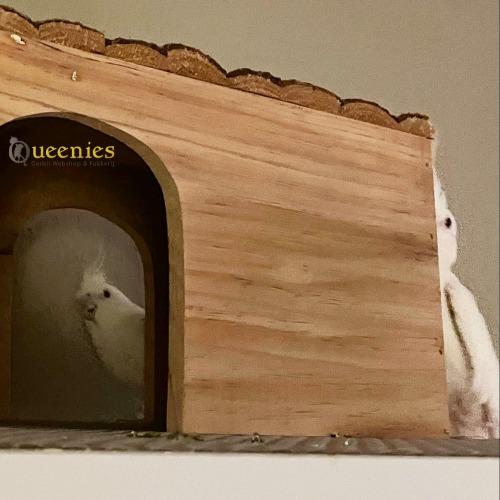 Knaagdierhuisje voor vogels