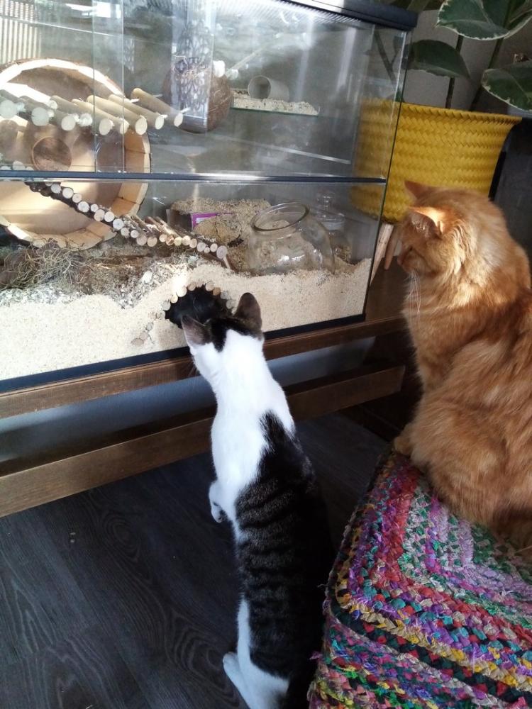 Gerbil / hamster Terrarium 40 hoog varianten