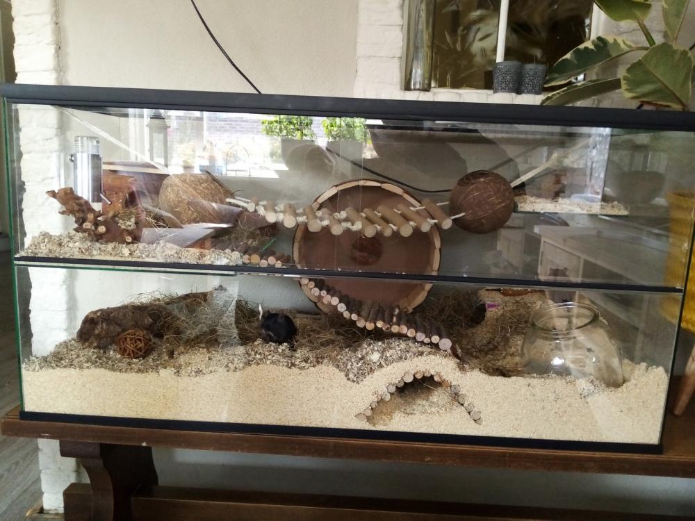 Gerbil / hamster Terrarium 40 hoog varianten