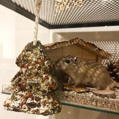 Kerstboom van gedroogd fruit voor Hamster