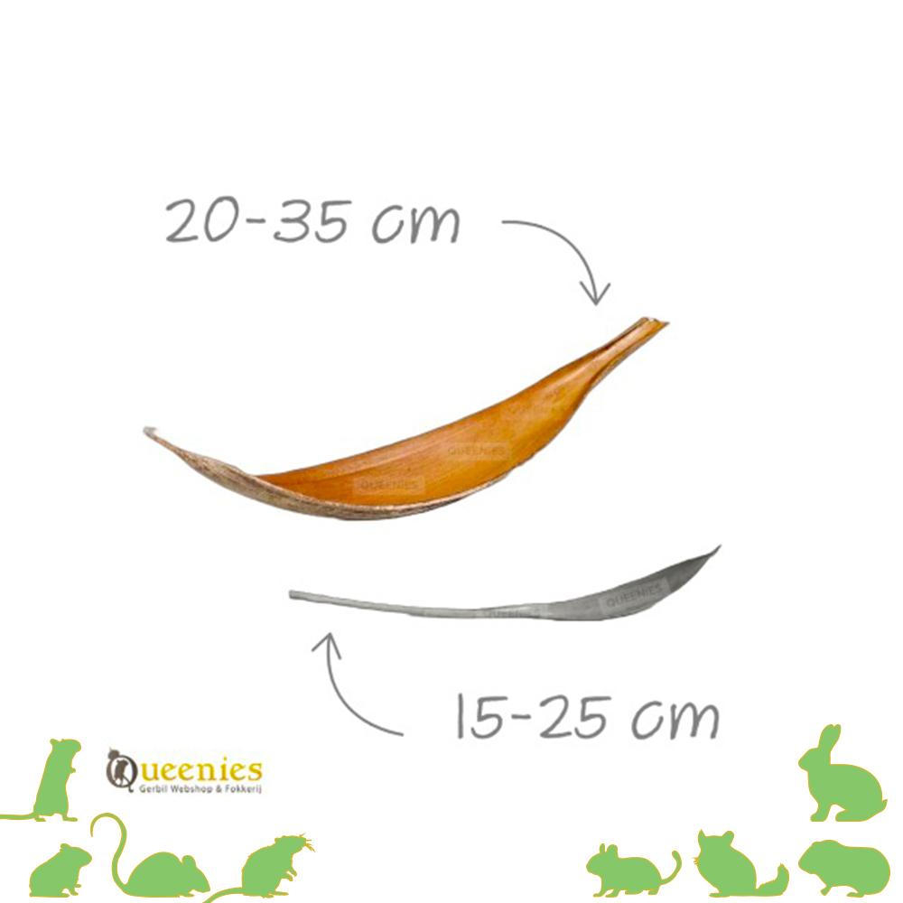 Kokosschil in hamsterscaping
