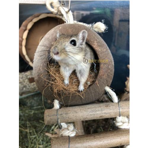 Knaagproef Kokosnoten hangbrug onverwoestbaar voor gerbils