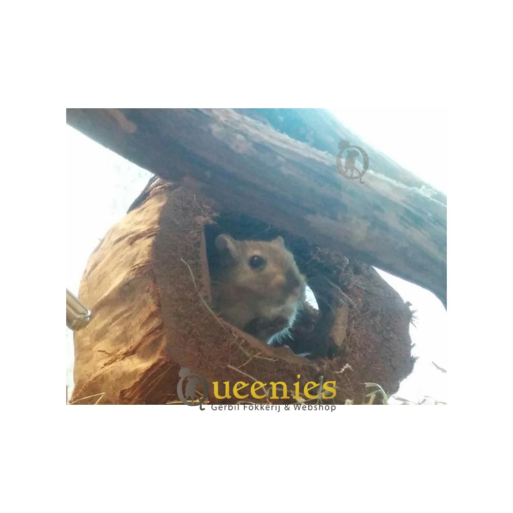 Kokosnoot Out of Africa