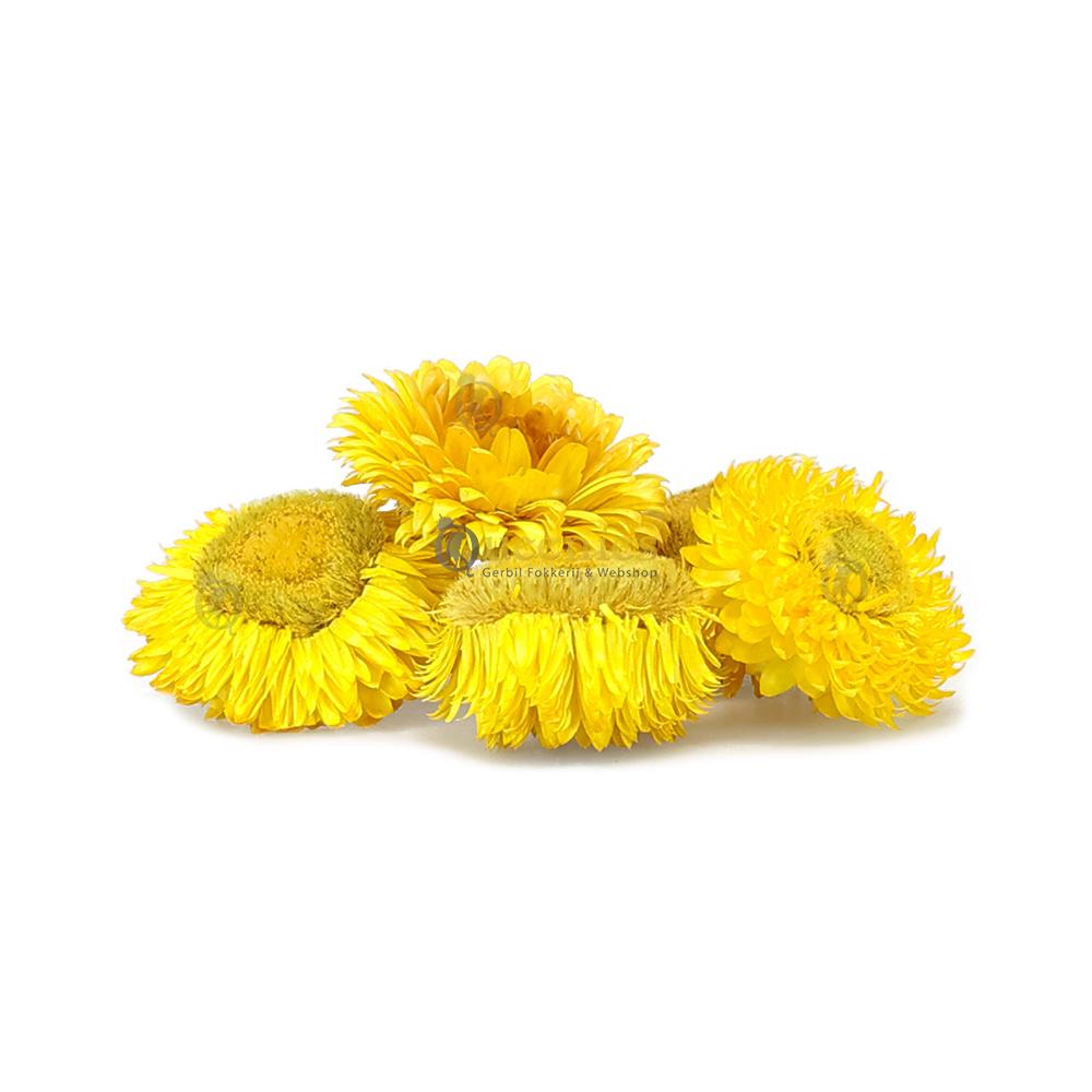 Bloemen voor een Natuurlijke inrichting van een Hamsterscape