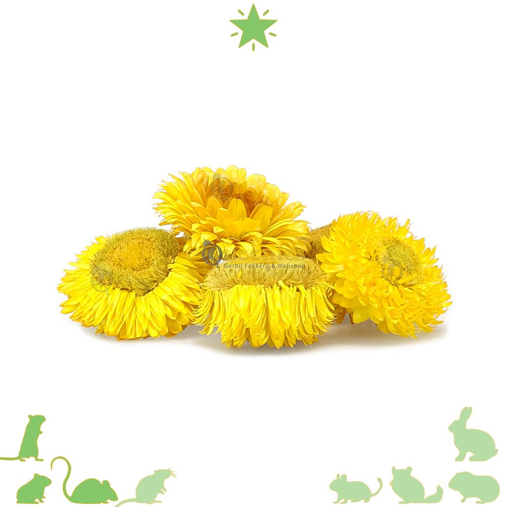 Gedroogde kleine gele bloemen