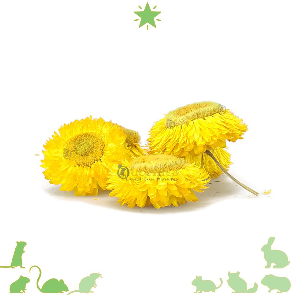 Decoratie Bloem 3 Stuks – Natuurlijke Bloemen voor Hamsterscaping
