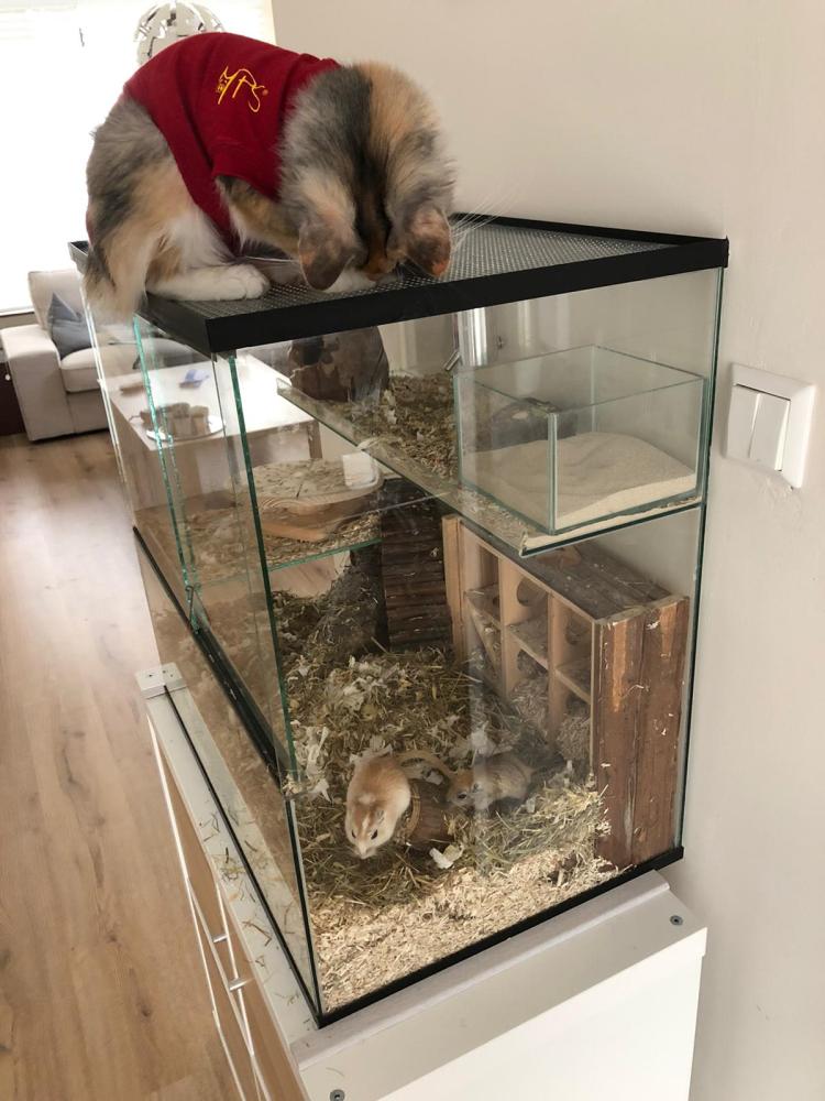 Gerbilarium 60x40x60 met stevige deksel voor katten