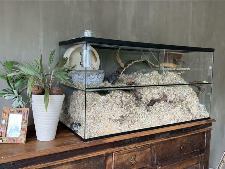 Gerbilarium 100x40x50