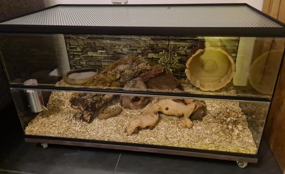 Gerbil / hamster Terrarium 40 hoog varianten