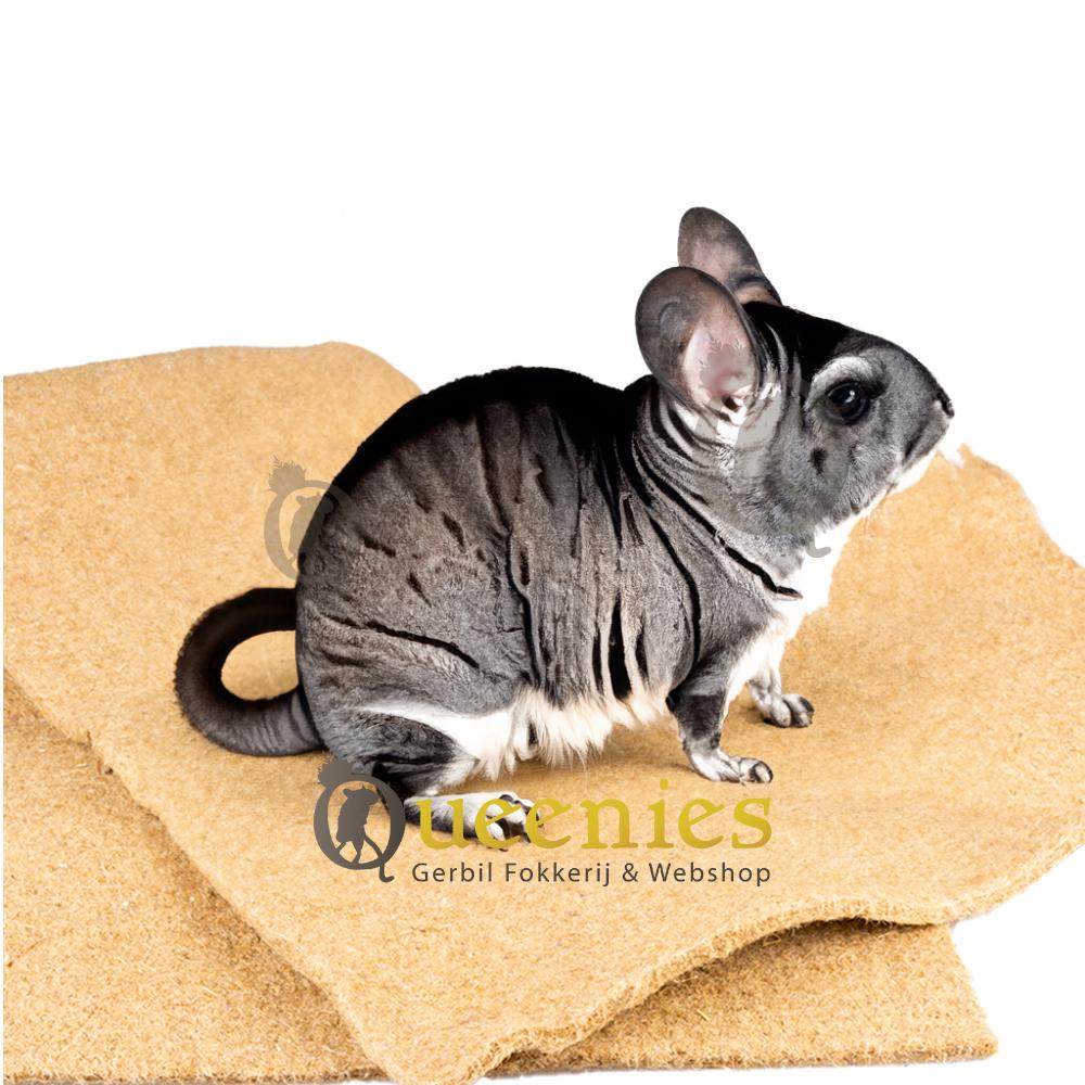 Oatras voor Chinchilla in chinchilla kooi