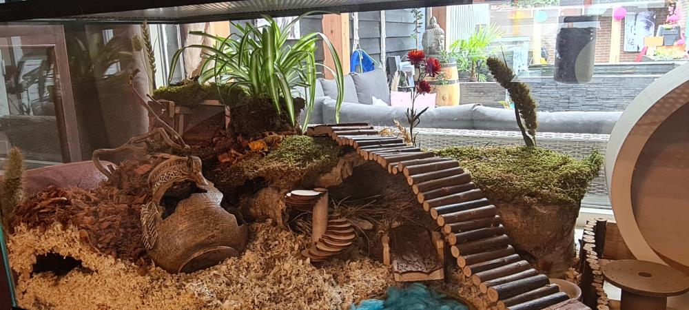 Hamsterscaping in Queenies kooi van glas 100x40x40