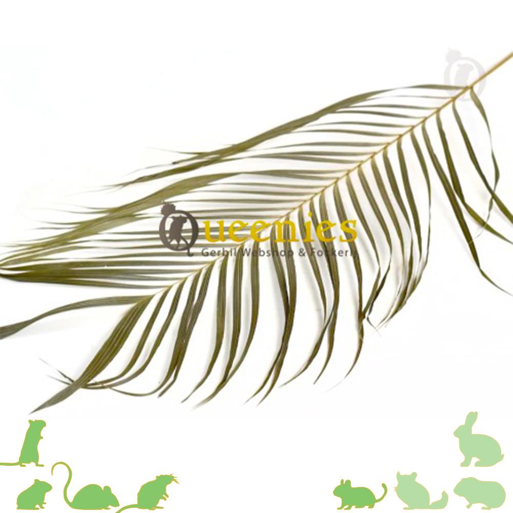 Palmblad 60cm