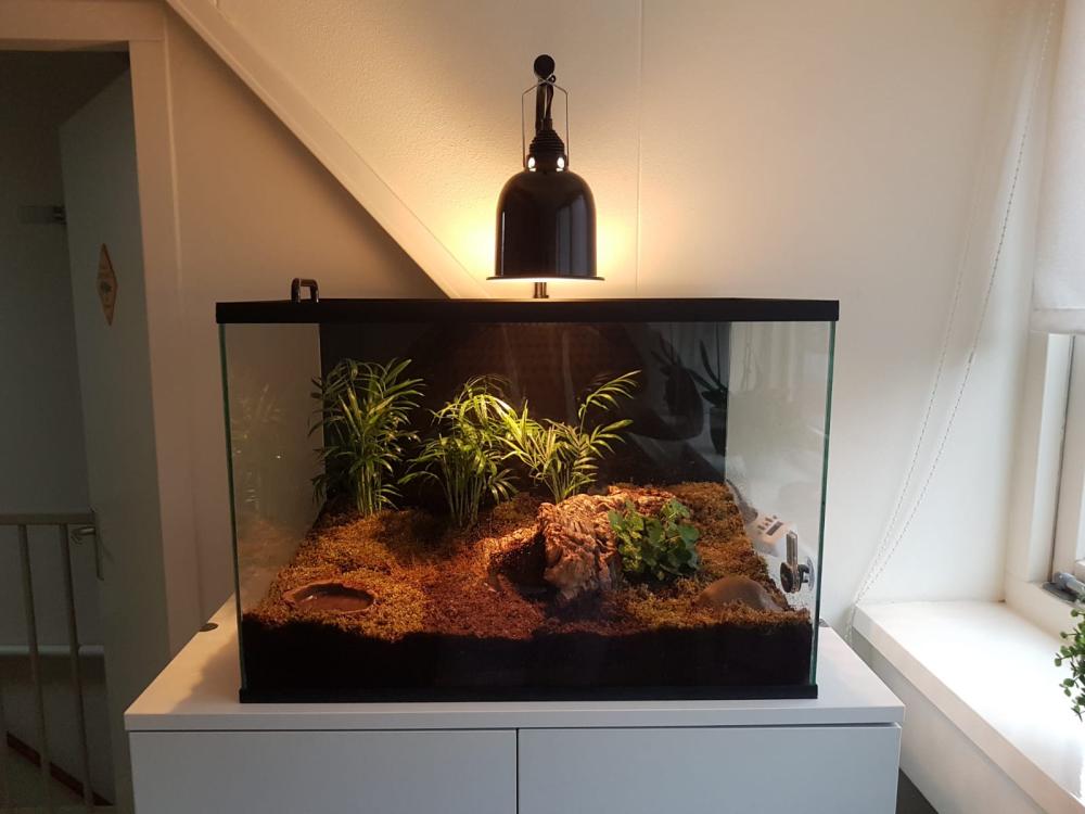 60x40x40 insectenkooi voor Knaagdieren