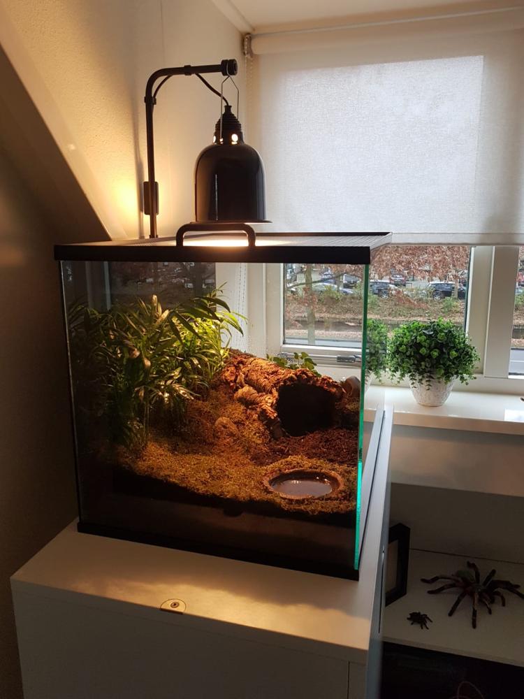 60x40x40 schorpioenen terrarium