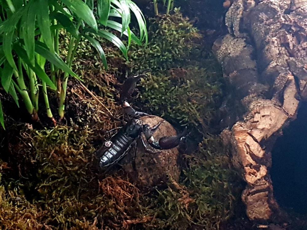 schorpioen huisvesten in Knaagdieren kooi