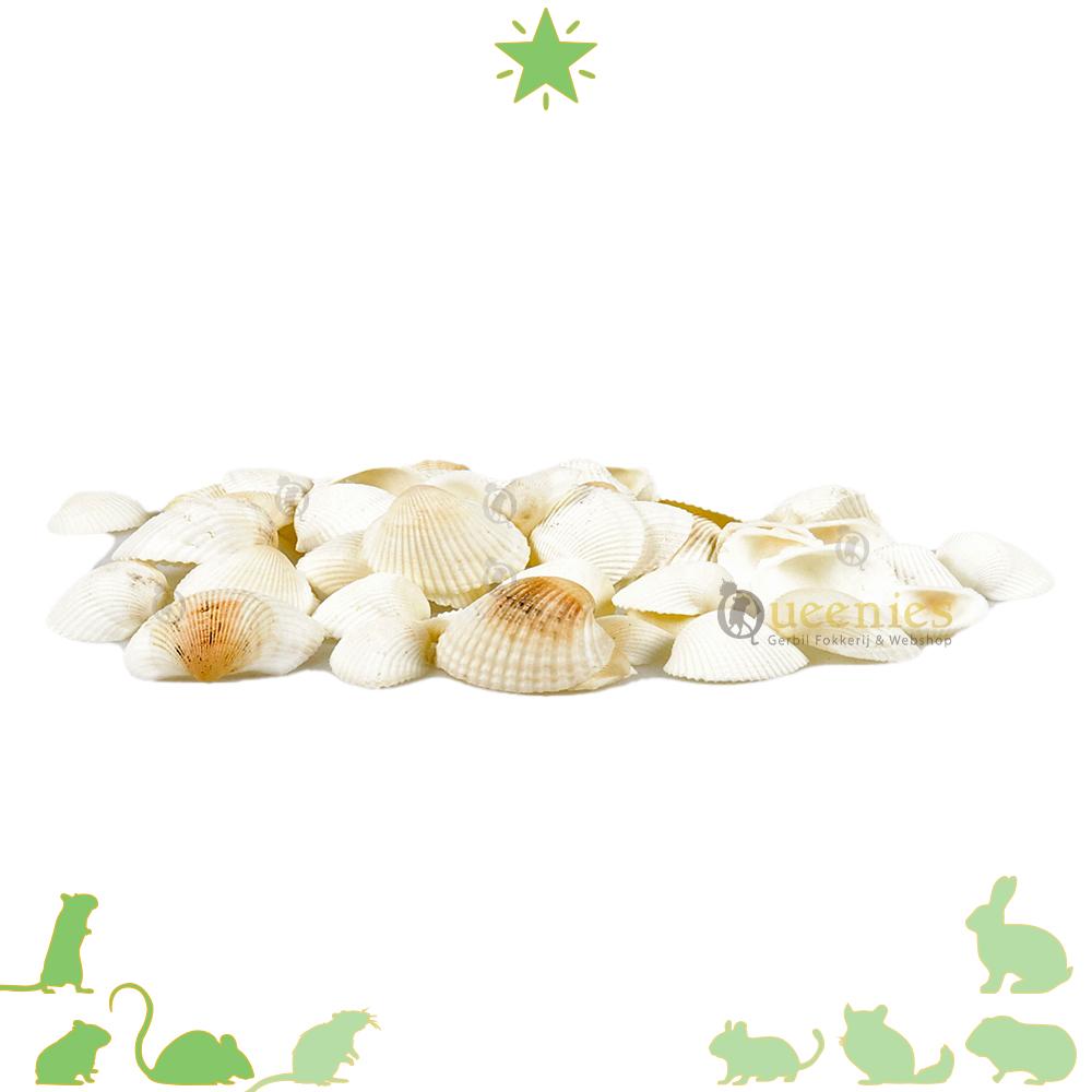 Witte schelpen voor hamsterscaping