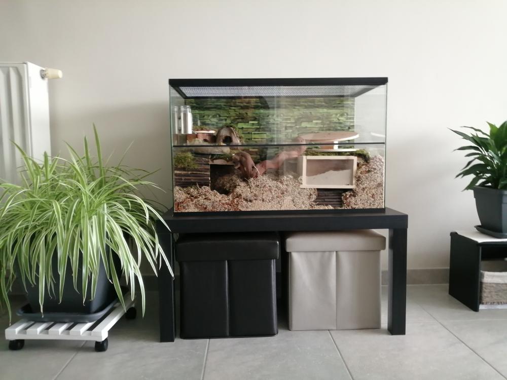 Gerbil terrarium 80x40x50