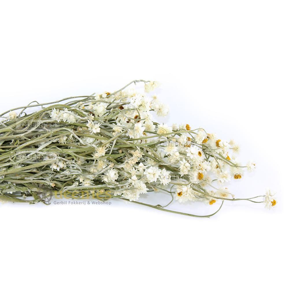 Gedroogde kamille bloemen voor huis decoratie