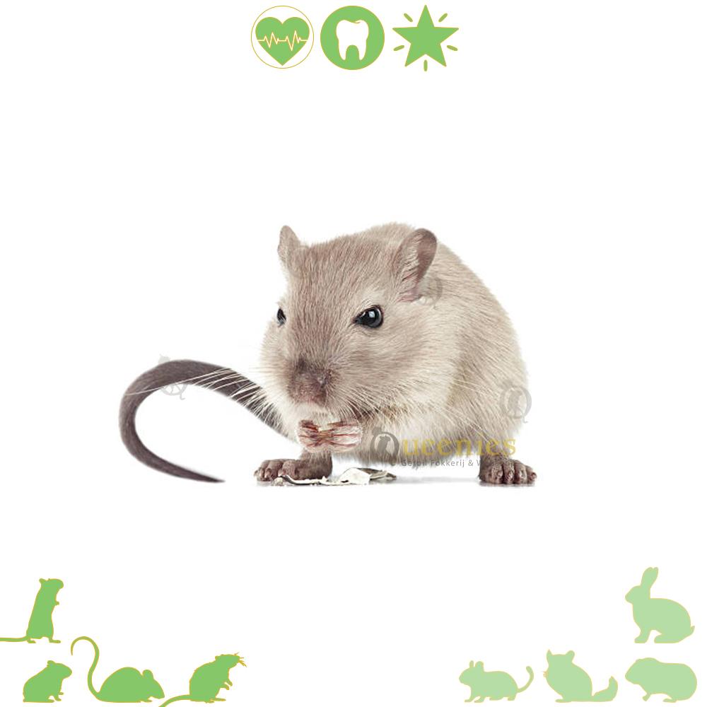 Zonnebloempitten voor Gerbils