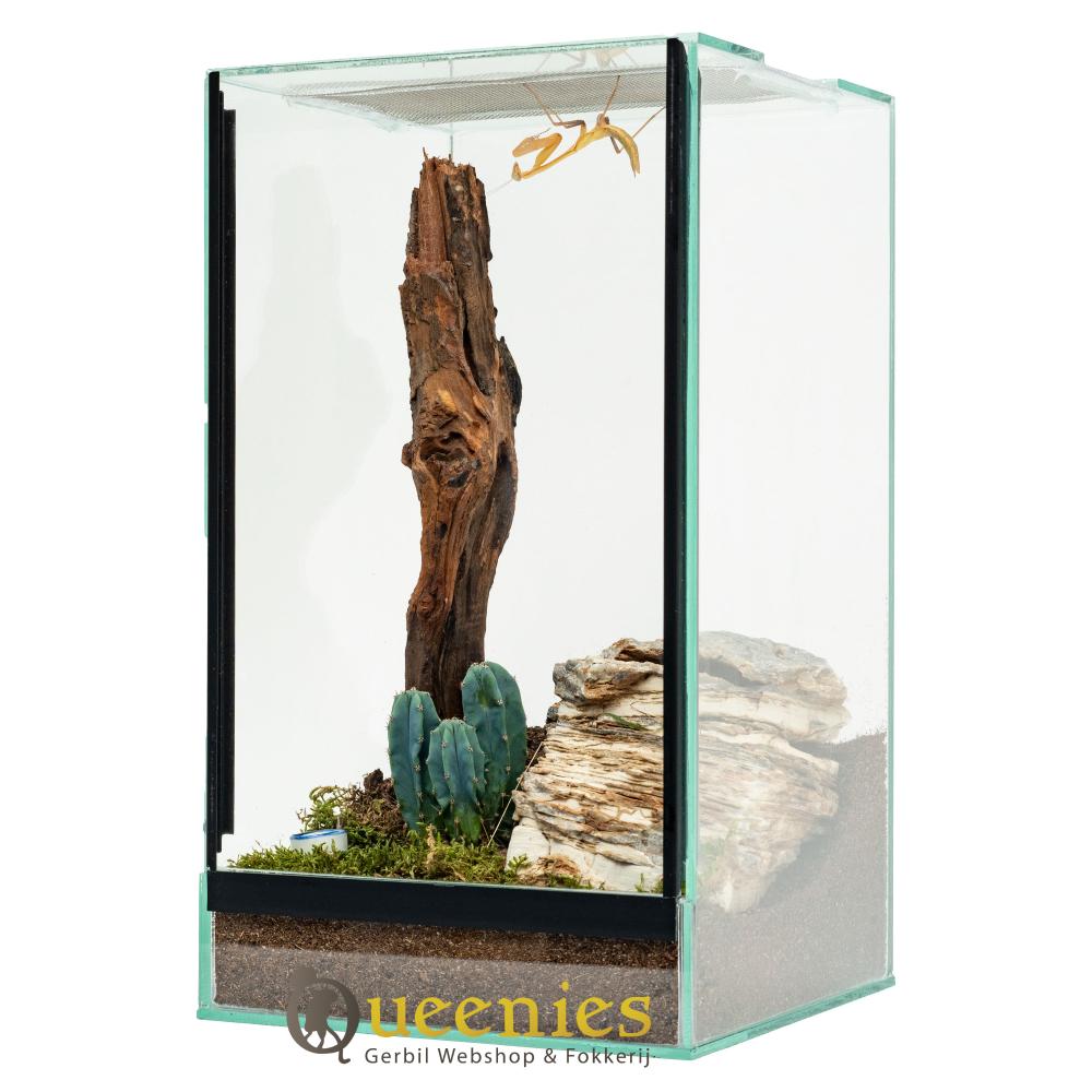 Spinnen terrarium