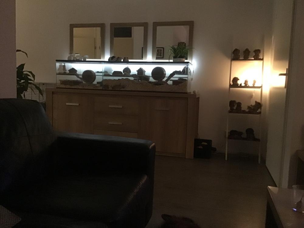 Gerbil / hamster Terrarium 40 hoog varianten