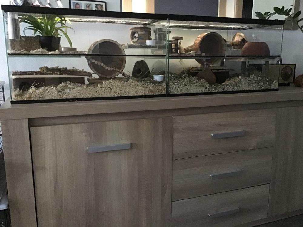 Dwerghamster hokken van Queenies 75x30x40